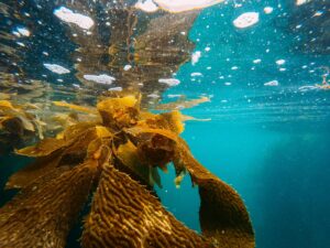 Explore a vibrant underwater kelp forest with shimmering waters and marine life.