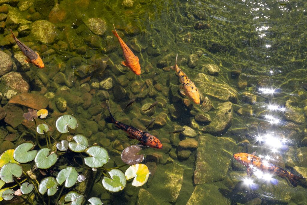 Piscinas ecológicas y naturales: sin productos químicos