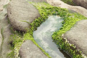 Eliminar algas de la piscina: guía completa